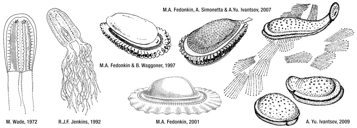 Kimberella_evoluce rekonstrukci